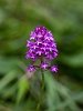 _16C7617 Pyramidal Orchid
